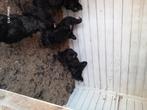 Brahma, Dieren en Toebehoren, Pluimvee