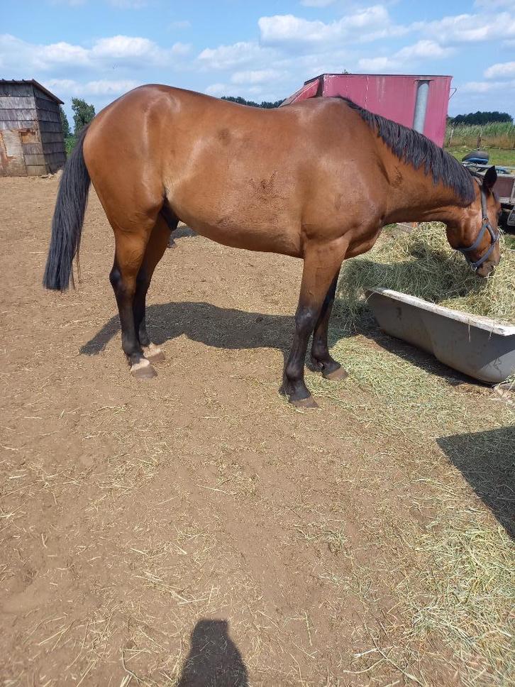 Draver, Dieren en Toebehoren, Paarden, B