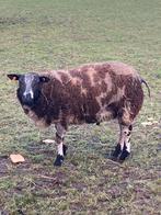 Baggerbonte Ram, Dieren en Toebehoren, Schapen, Geiten en Varkens, Mannelijk, Schaap, 0 tot 2 jaar