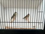 Citroenborstedezanger, Dieren en Toebehoren, Vogels | Overige Vogels, Meerdere dieren, Tropenvogel, Geringd