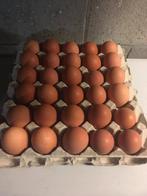Verse eieren te koop