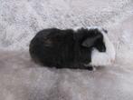 Baby US teddyzeugje te reserveren, Vrouwelijk, Cavia, Tam