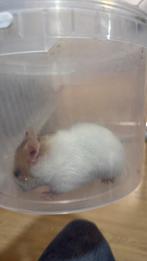 Gratis hamster, Hamster, Mannelijk, Januari, Tam