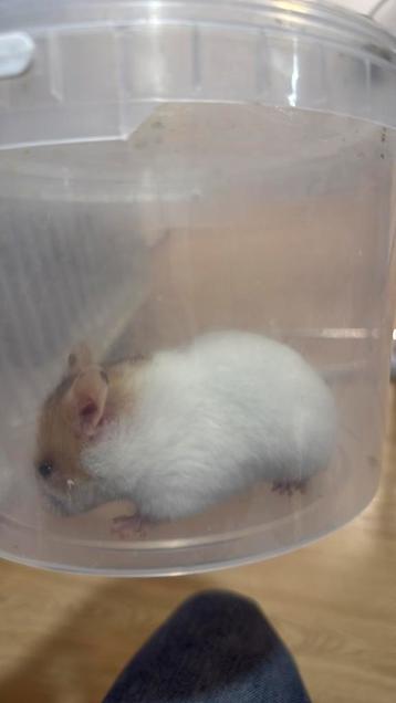 Gratis hamster beschikbaar voor biedingen