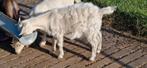 Prachtige angora x dwerggeit miekes van 2025, Dieren en Toebehoren, Vrouwelijk, Geit, 0 tot 2 jaar