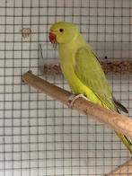 Halsbandparkiet 2025 met DNA, Mannelijk, Parkiet, Geringd