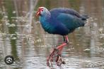 Grijskop purperkoet, Dieren en Toebehoren, Vogels | Overige Vogels, Meerdere dieren, Geringd