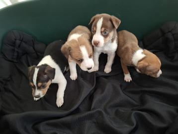 Boerenfox pups beschikbaar voor biedingen