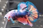 Betta man, Dieren en Toebehoren