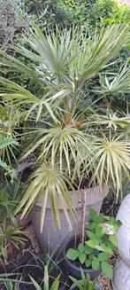 palmboom chamaerops humilis, In pot, Ophalen, Palmboom