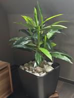 Kunst prachtige Yuccaplant met pot, Maison & Meubles, Plantes d'intérieur, Enlèvement, Yucca