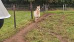 Mannelijke alpaca