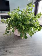 Kamerplant MET stenen buitenpot, Tuin en Terras, Planten | Tuinplanten, Ophalen