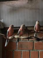 Bourke's, Dieren en Toebehoren, Vogels | Parkieten en Papegaaien, Meerdere dieren, Parkiet, Geringd