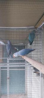 Halsbandparkiet violet, Dieren en Toebehoren