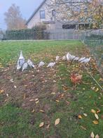 Ronquire kalkoen te Koop, Dieren en Toebehoren, Pluimvee, Kalkoen