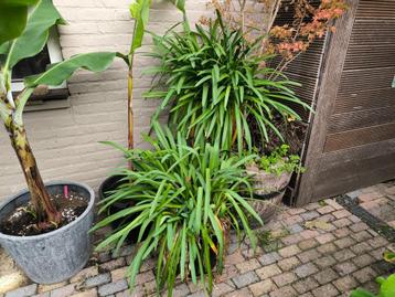 Agapanthus Blauw in potten beschikbaar voor biedingen