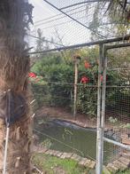 Rode ibis, Dieren en Toebehoren, Vogels | Overige Vogels