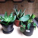 3 kamerplanten, Ophalen, In pot