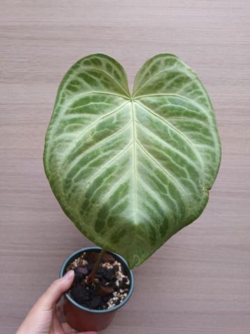 Anthurium crystallinum 'silver blush' beschikbaar voor biedingen