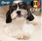 Oscar – Een charmante kleine Lhasa Apso, België, 15 weken tot 1 jaar, CDV (hondenziekte), Eén hond