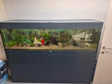 Aquarium 2 m met vele extra's en visbestand  beschikbaar voor biedingen