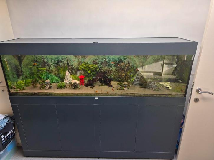 Aquarium 2 m met vele extra's en visbestand, Dieren en Toebehoren, Vissen | Aquaria en Toebehoren, Gebruikt, Gevuld zoetwateraquarium