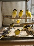 Gloster, Dieren en Toebehoren, Vogels | Kanaries, Postuurkanarie