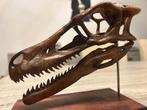 Velociraptor replica schedel / dinosaurus, Verzamelen, Mineralen en Fossielen, Ophalen of Verzenden