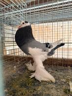 Gentse kropper 2025, doffer, Dieren en Toebehoren, Mannelijk, Kropper