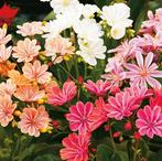 Zaden van Lewisia cot.  oogst 2025, Ophalen of Verzenden, Gehele jaar, Zaad