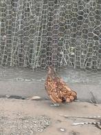 sebright krielkippen: jonge hennen 2025, Dieren en Toebehoren, Pluimvee, Kip