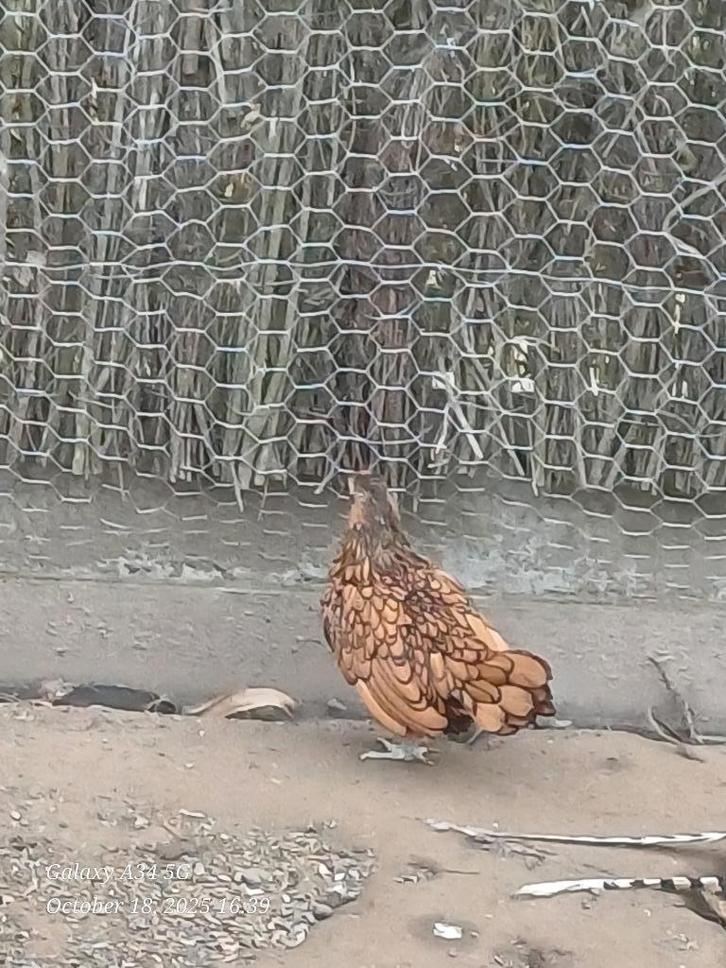 sebright krielkippen: jonge hennen 2025, Dieren en Toebehoren, Pluimvee, Kip