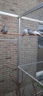 Diamantduiven, Dieren en Toebehoren, Vogels | Overige Vogels