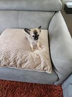 Prachtig mooi klein chihuahua reutje mama en papa hier, Dieren en Toebehoren, België, Particulier, Reu, CDV (hondenziekte)