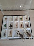 Insecten in hars van over de hele wereld in koffer, Ophalen, Zo goed als nieuw