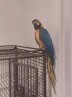 Blauw gele ara incl. Papegaaienkooi en speelstaander, Animaux & Accessoires, Oiseaux | Perruches & Perroquets