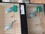 Engelse grasparkieten, Dieren en Toebehoren, Vogels | Parkieten en Papegaaien