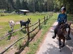 3.5 jarige Welsh B ruin 🩵, Dieren en Toebehoren, Pony's, B, Gechipt, Ruin, 3 tot 6 jaar