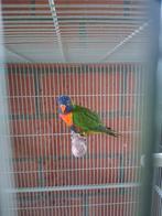 2 lori's van de blauwe bergen voor 200€, Dieren en Toebehoren, Vogels | Parkieten en Papegaaien, Tam