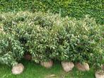 Plantes de haie Prunus lusitanica, Jardin & Terrasse, Moins de 100 cm, Laurier, Enlèvement, Haie
