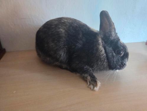 Lief tam dwergkonijn mannetje, Dieren en Toebehoren, Konijnen, Dwerg, Mannelijk, 0 tot 2 jaar