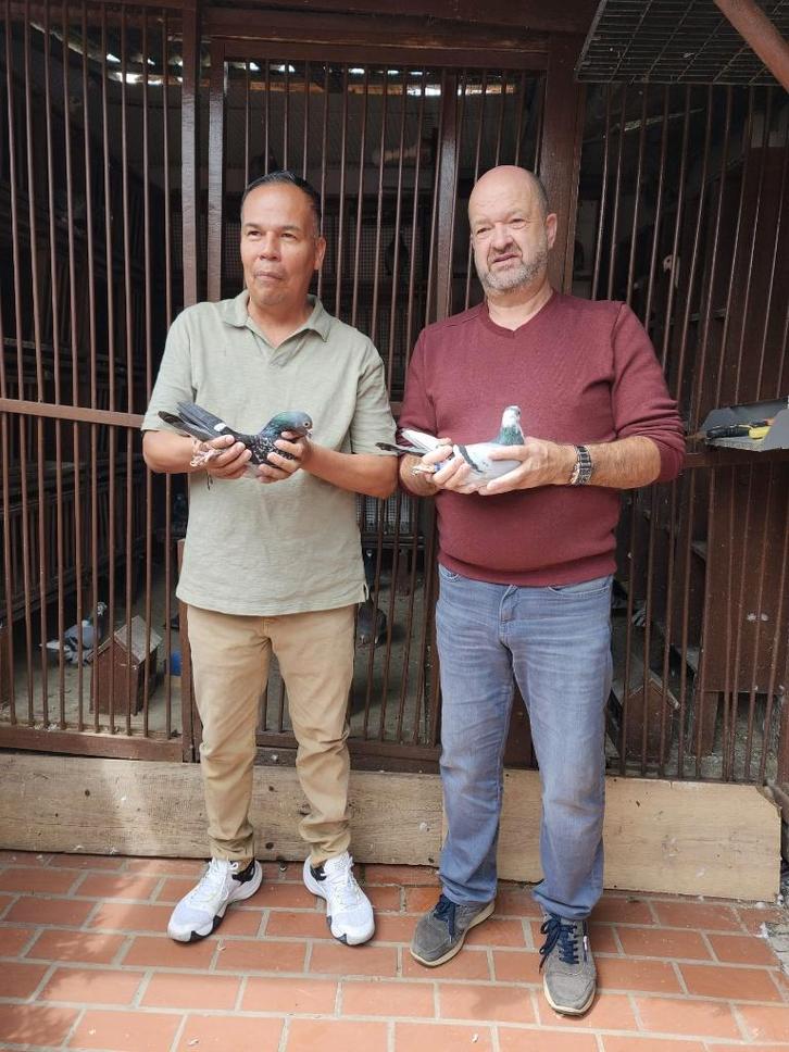 jongen duiven  2 de ronde, Dieren en Toebehoren, Vogels | Duiven, Postduif