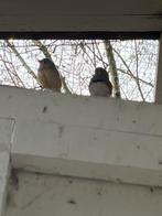 3 geringde zebravinken koppels, Dieren en Toebehoren