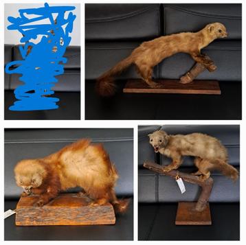 opgezette dieren beschikbaar voor biedingen