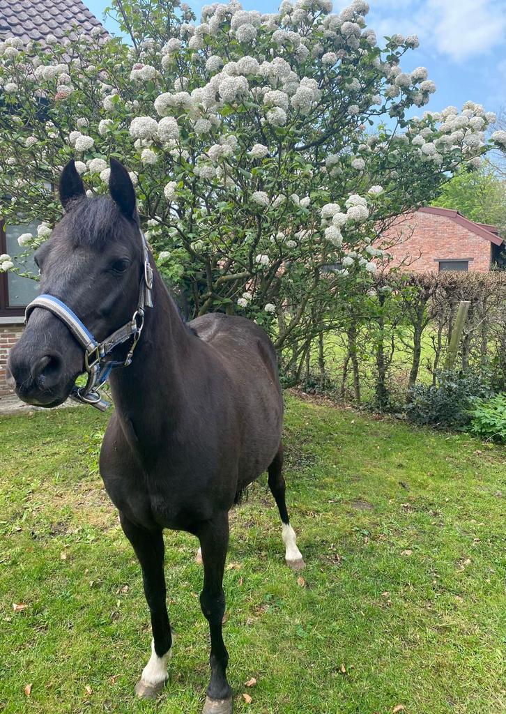 Grote A-pony te koop, Dieren en Toebehoren, Pony's, Merrie, Niet van toepassing, A pony (tot 1.17m), Springpony, 11 jaar of ouder