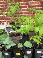 Tomatenplantjes, Jardin & Terrasse, Plantes | Jardin, Annuelle, Plein soleil, Enlèvement, Plantes potagères