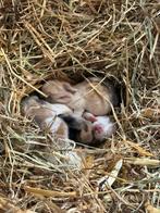 Babykonijntjes, Dieren en Toebehoren, Klein, Meerdere dieren, 0 tot 2 jaar