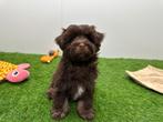 Havapoo pups, Dieren en Toebehoren, Honden | Niet-rashonden, België, 8 tot 15 weken, Parvo, Meerdere