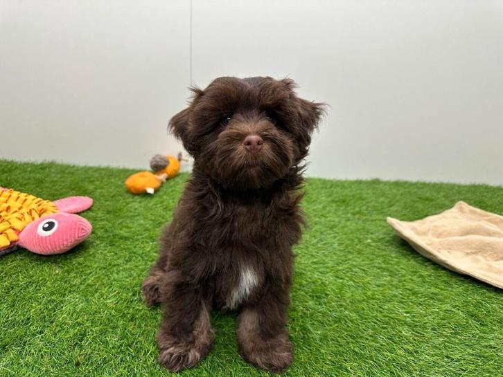 Havapoo pups, Dieren en Toebehoren, Honden | Niet-rashonden, Meerdere dieren, Fokker | Professioneel, Meerdere, België, 8 tot 15 weken